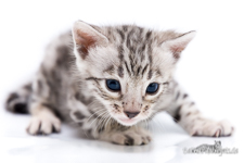 Silber rosetted Bengal Cat